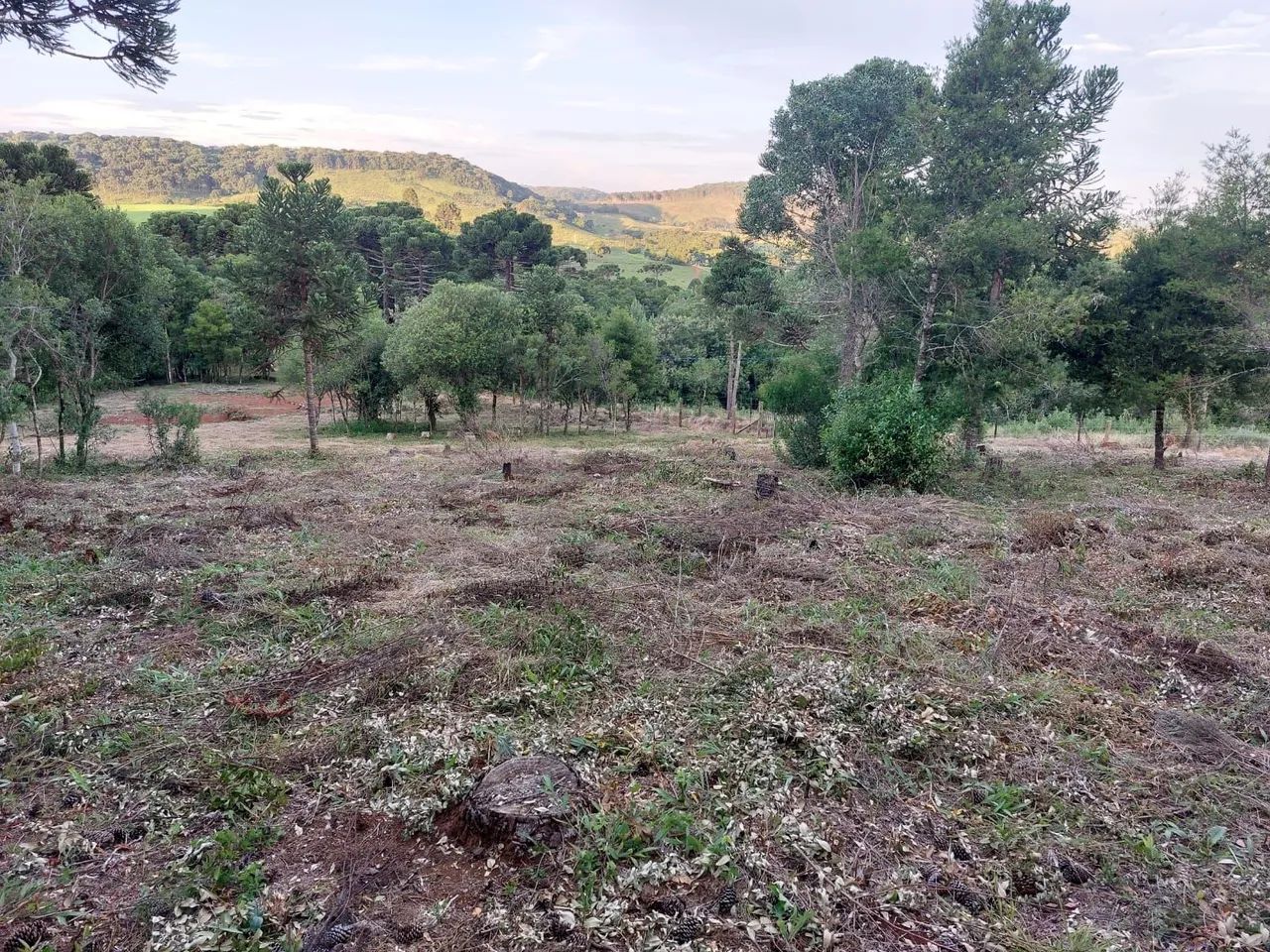 TERRENO LAGES +3500M² PRONTO PARA CONSTRUIR - Foto 5