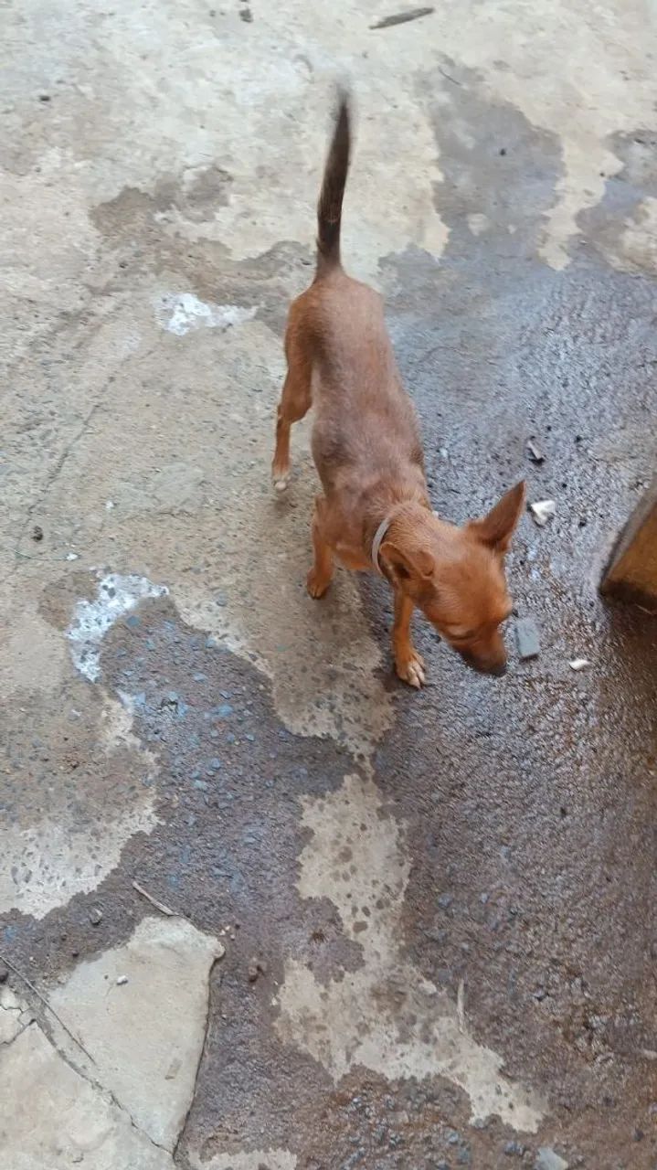 Cachorro doação  - Foto 2