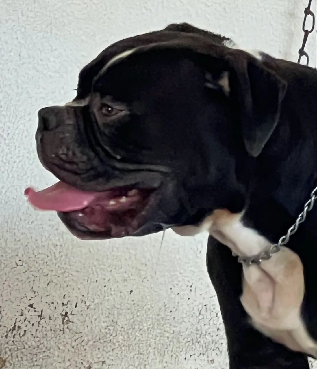 Olde Engles Bulldog 