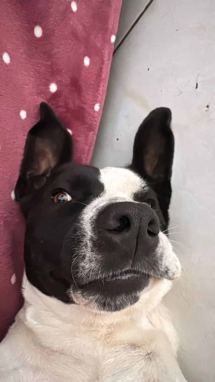 Doação Cachorro - Foto 2