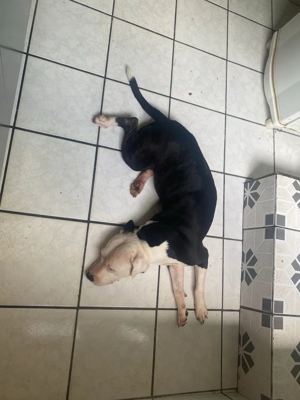 Vende-se pitbull puro  - Foto 5
