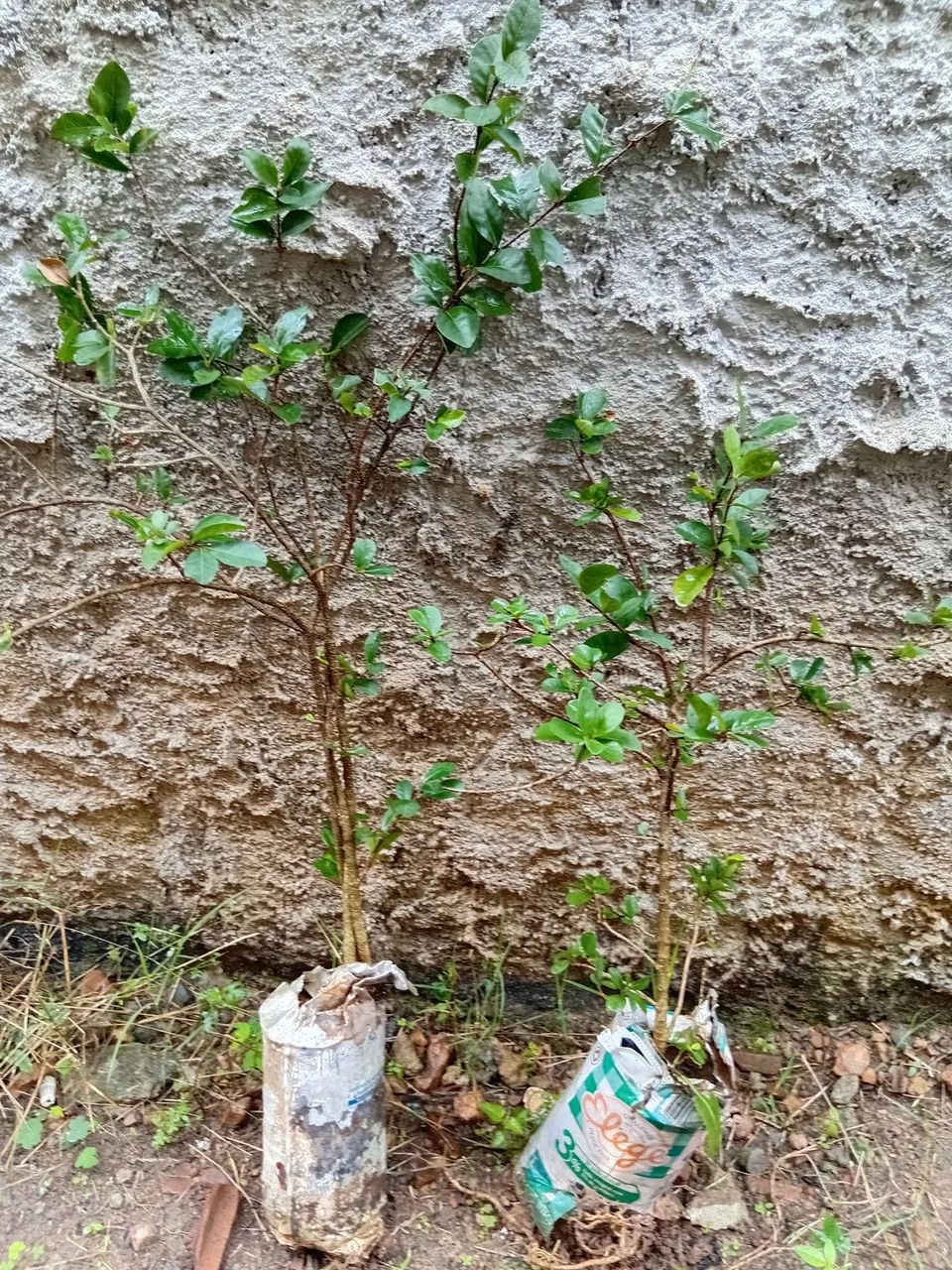 Vendo mudas de acerola 