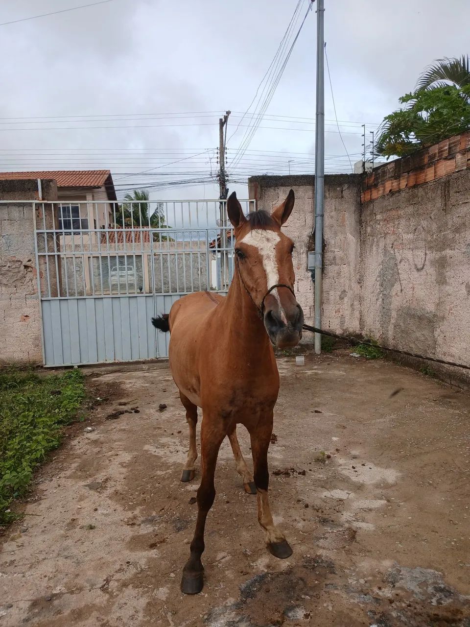 Potro caminhado top - Foto 4