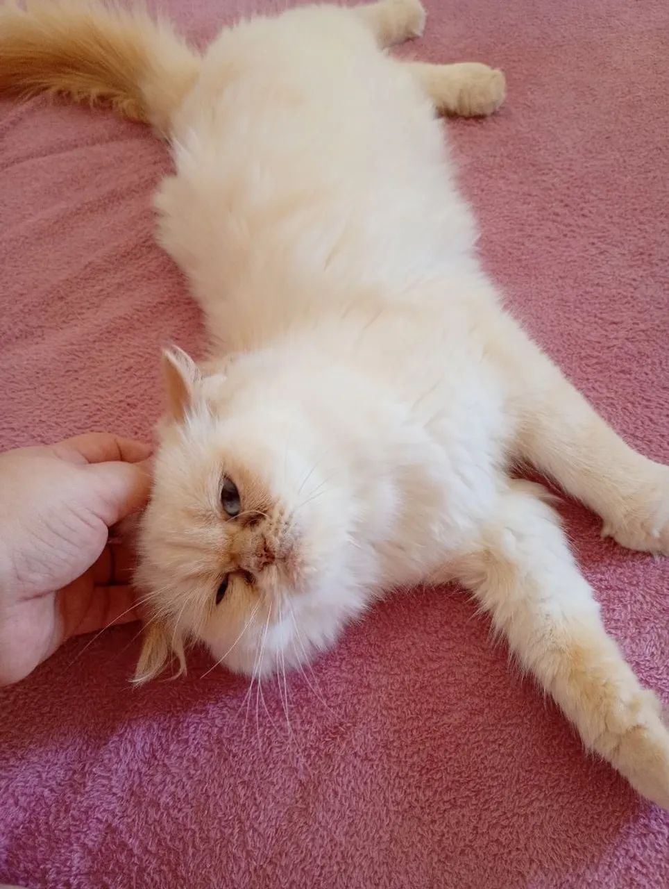 2 gatos persa fêmea e macho - Foto 5