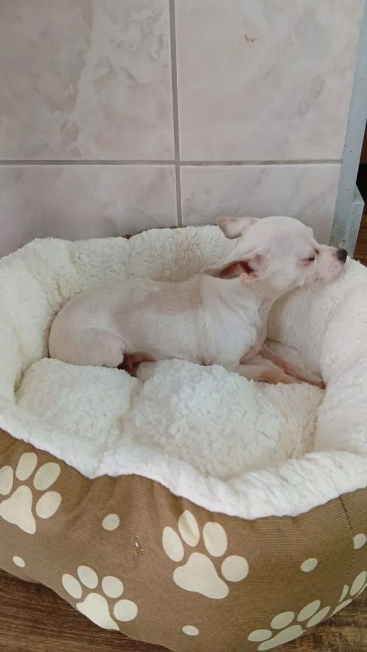 Vendo Pinscher fêmea com 2 anos - Foto 3