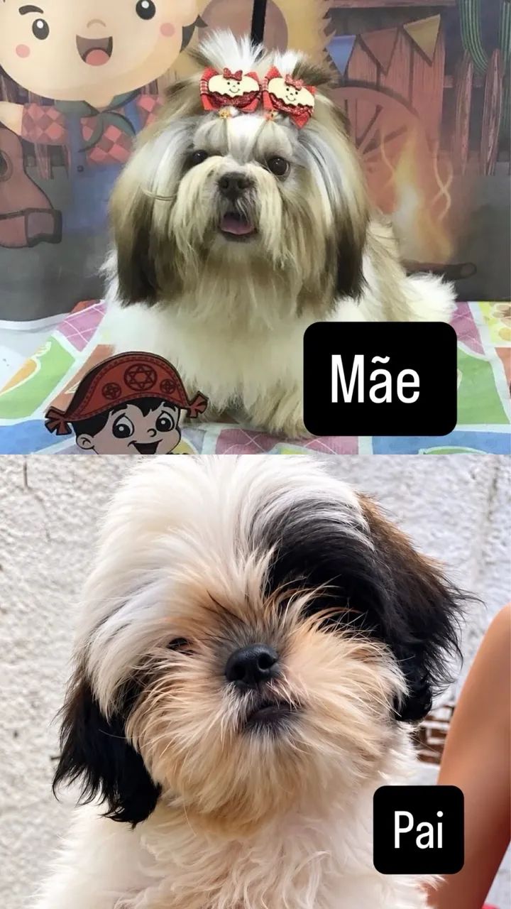 Shistzu machos - Foto 2