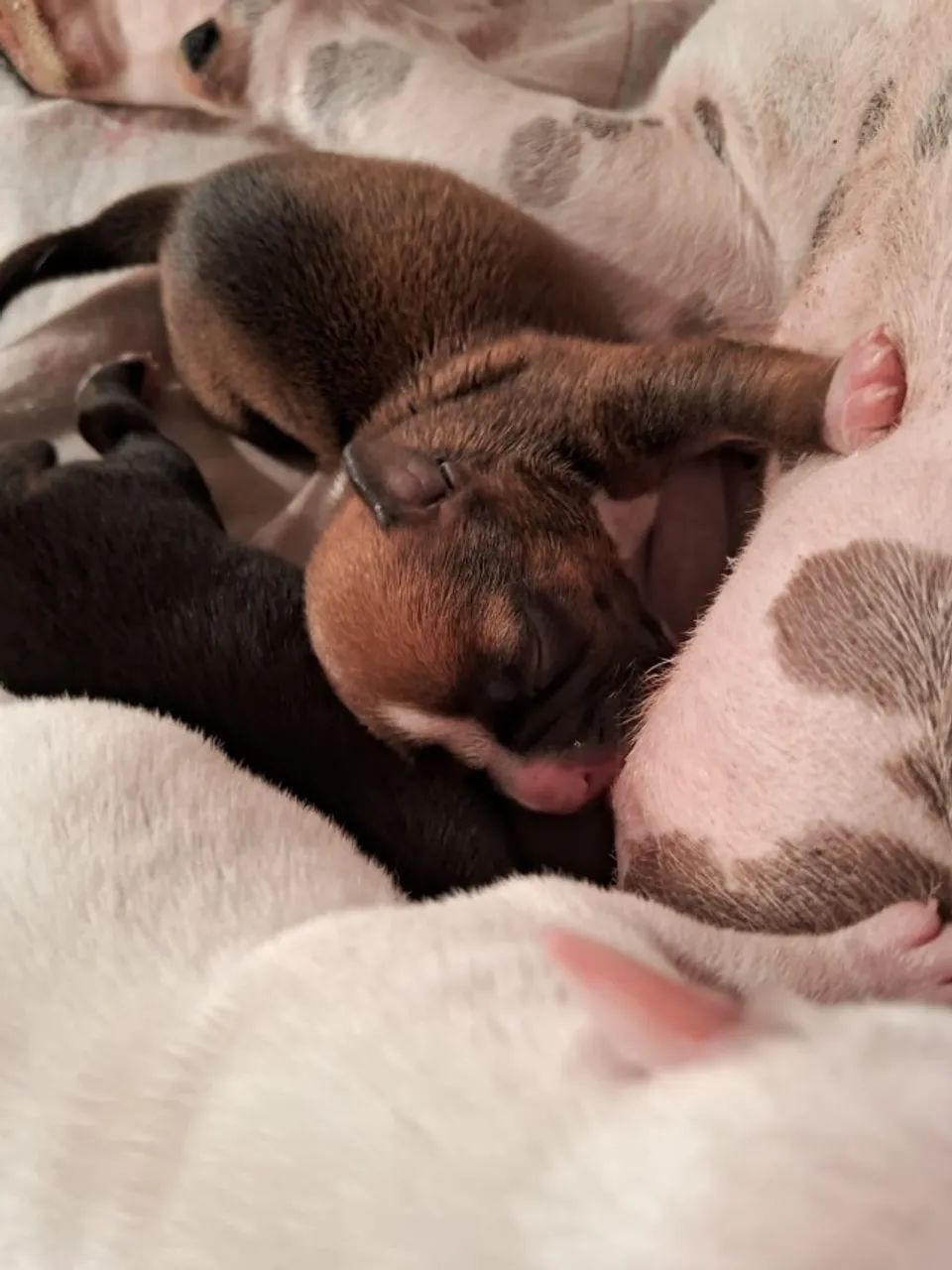 Filhotes american bully - Foto 5