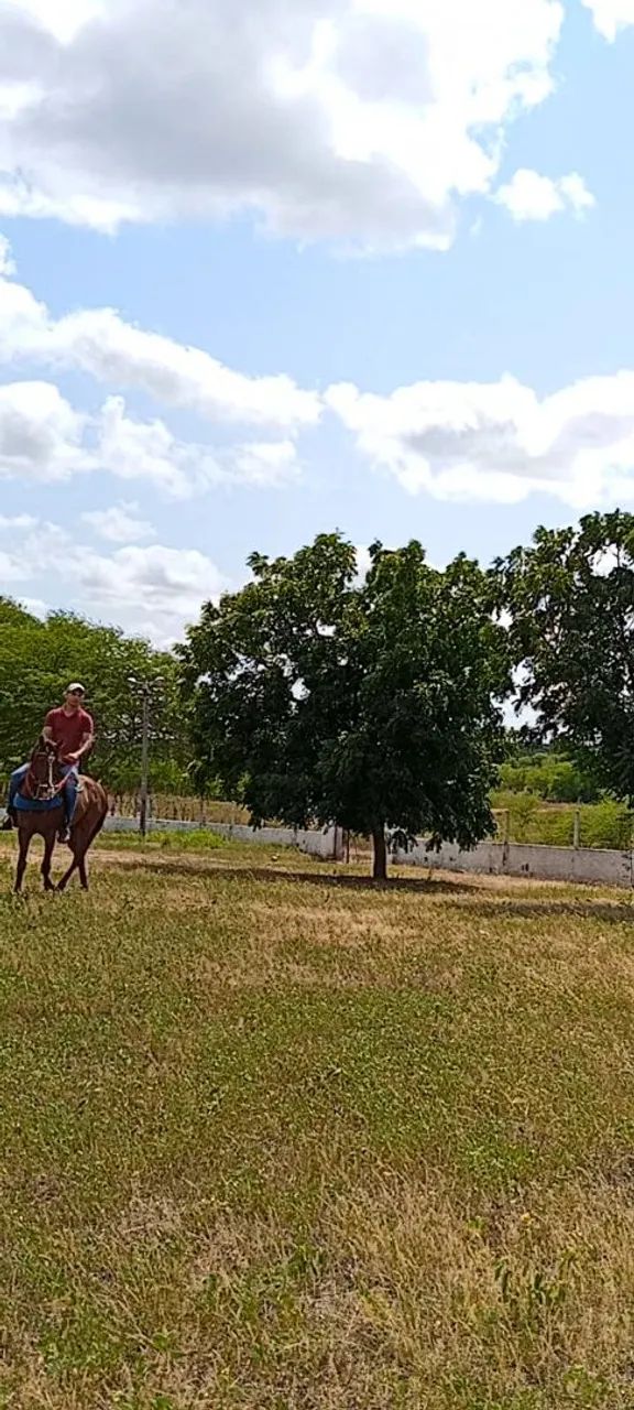 Potro de 4 anos - Foto 5