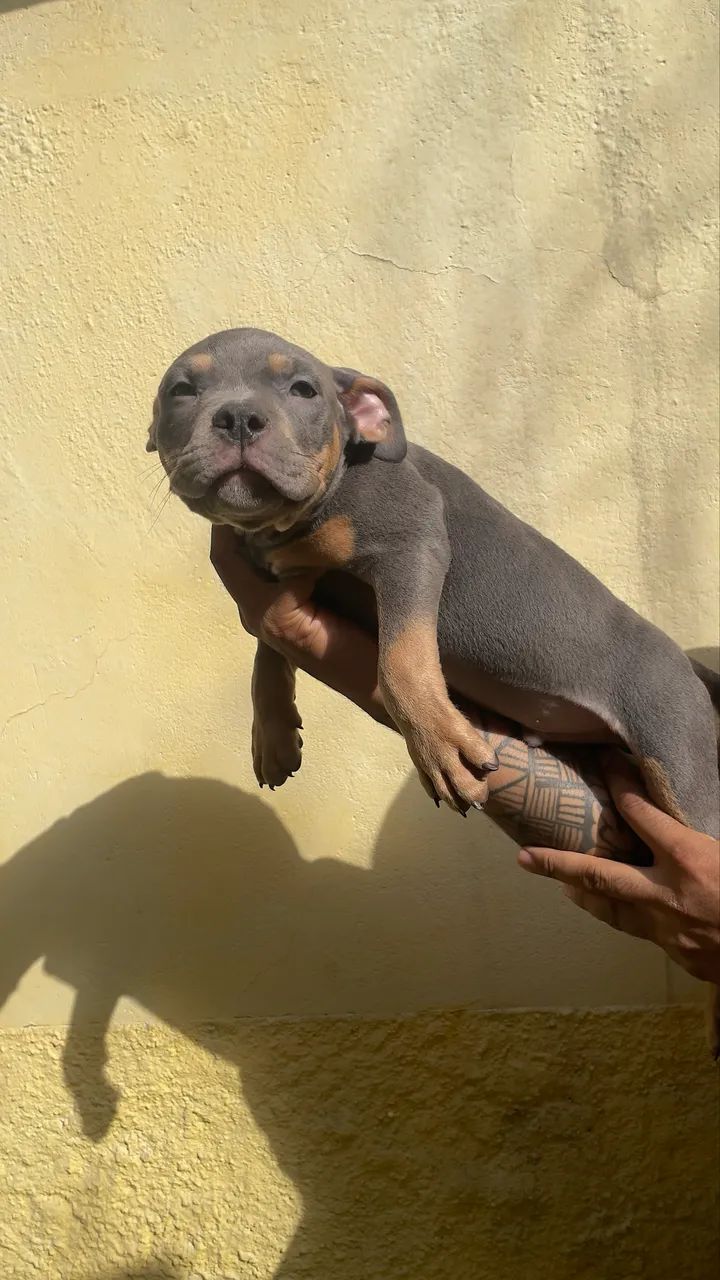 American Bully - Foto 2