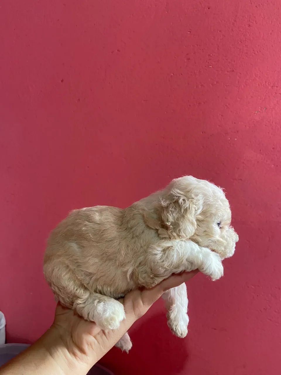 Filhote poodle  - Foto 3