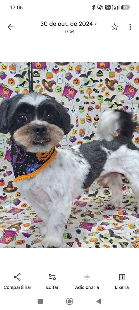 Doa-se cãozinho 