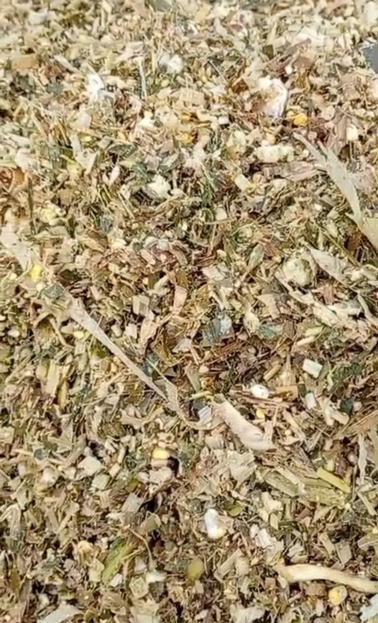 SILAGEM DE MILHO - Foto 3