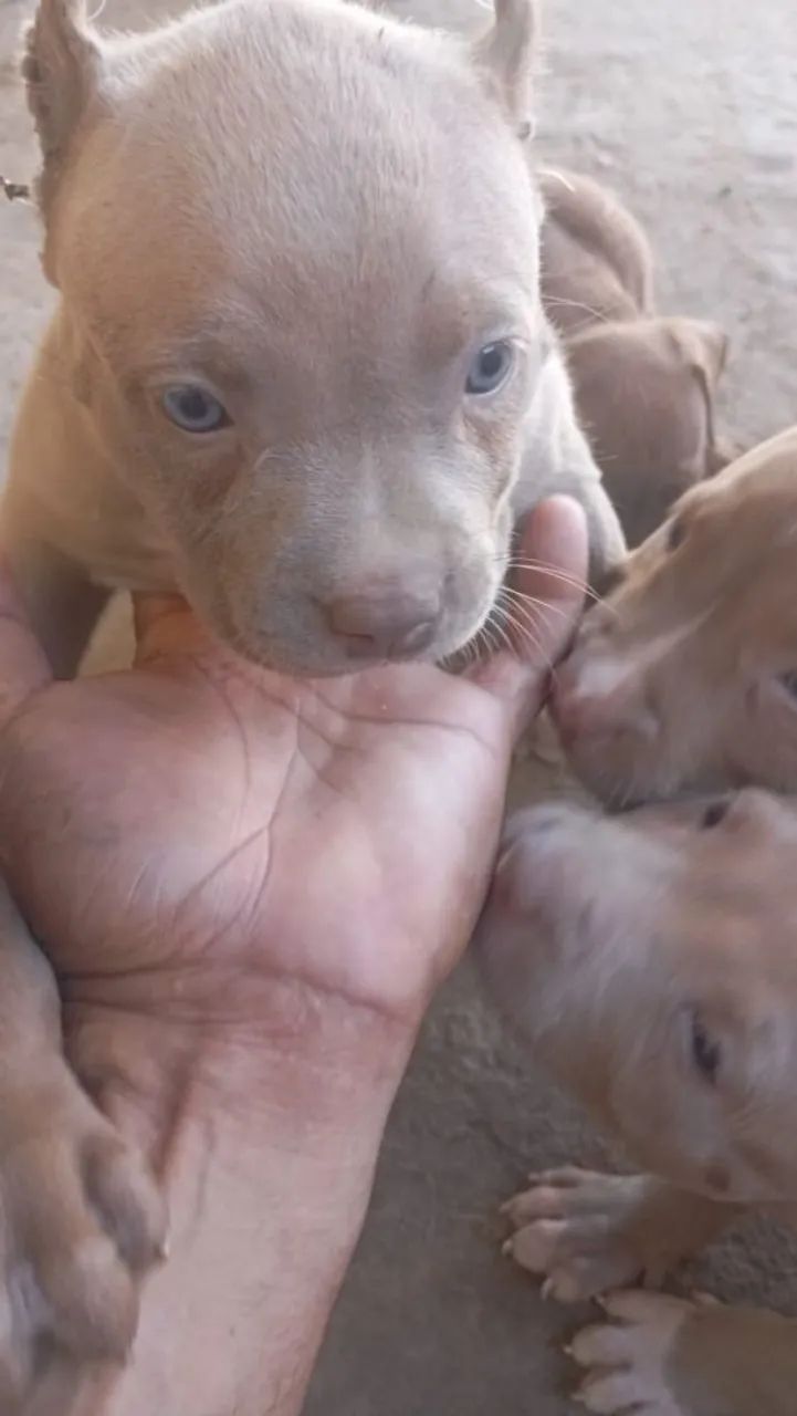 Pitmonster - Foto 3