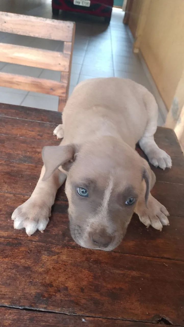 Cachorro  - Foto 2