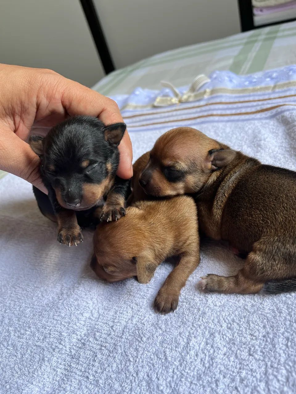 Pinscher filhotes zero - Foto 5