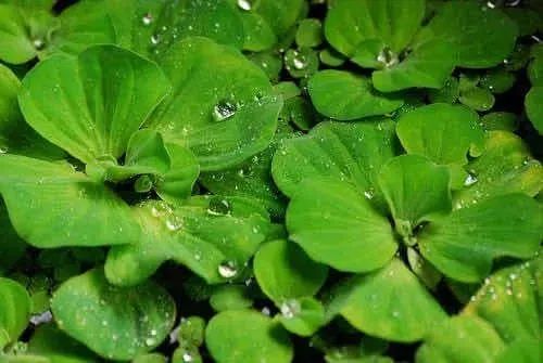 Plantas aquáticas!