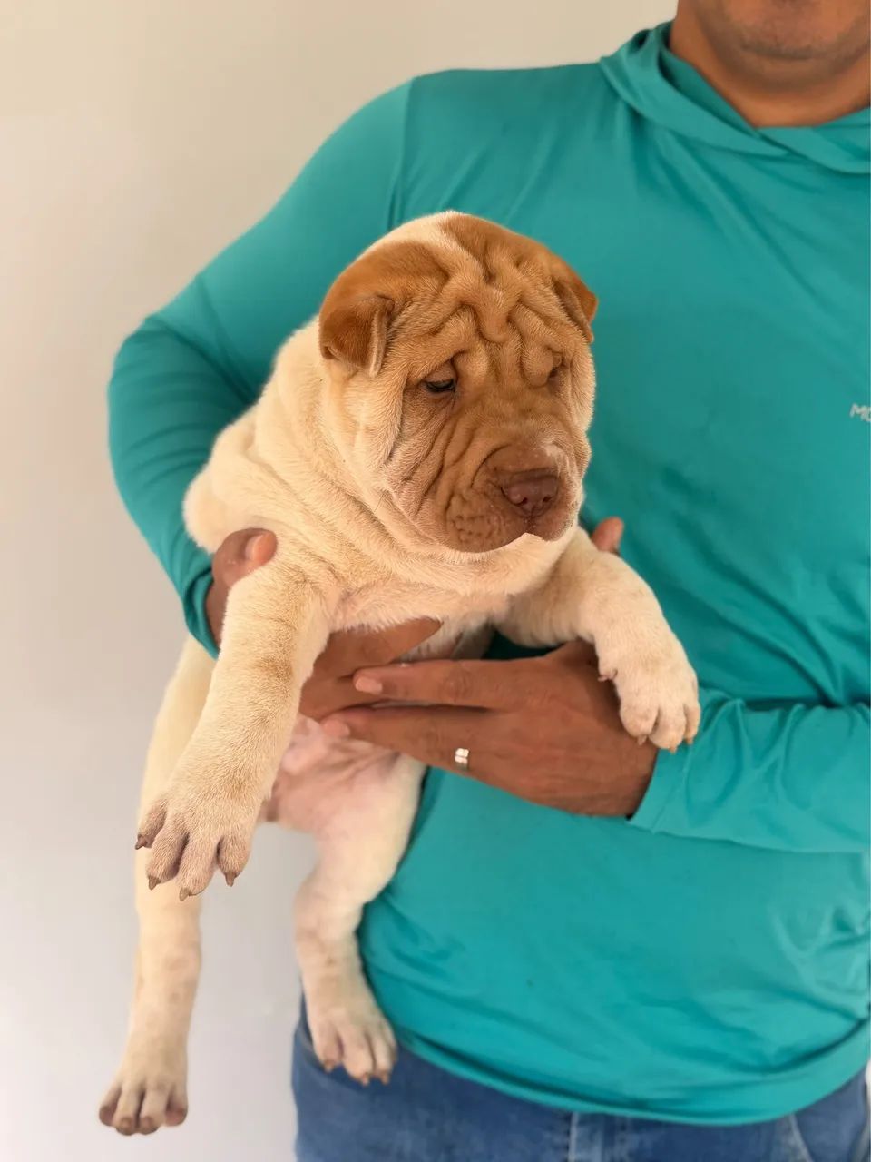 Filhotes de sharpei  - Foto 3