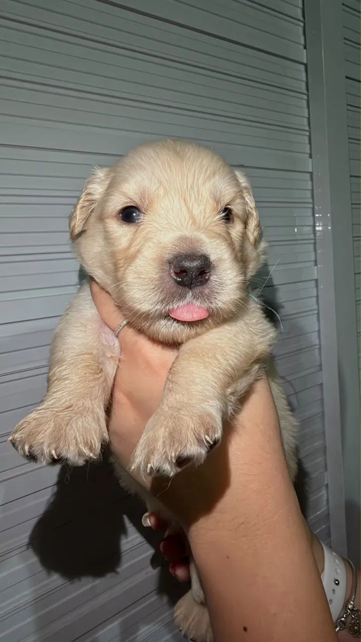 cachorro  - Foto 2