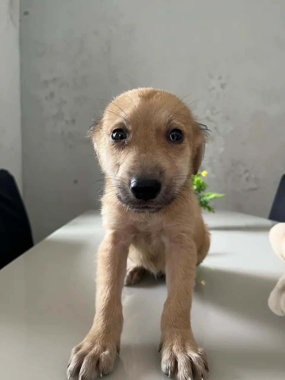 Cachorrinho - Foto 4