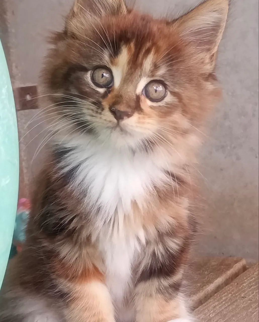 Maravilhosa Maine Coon fêmea