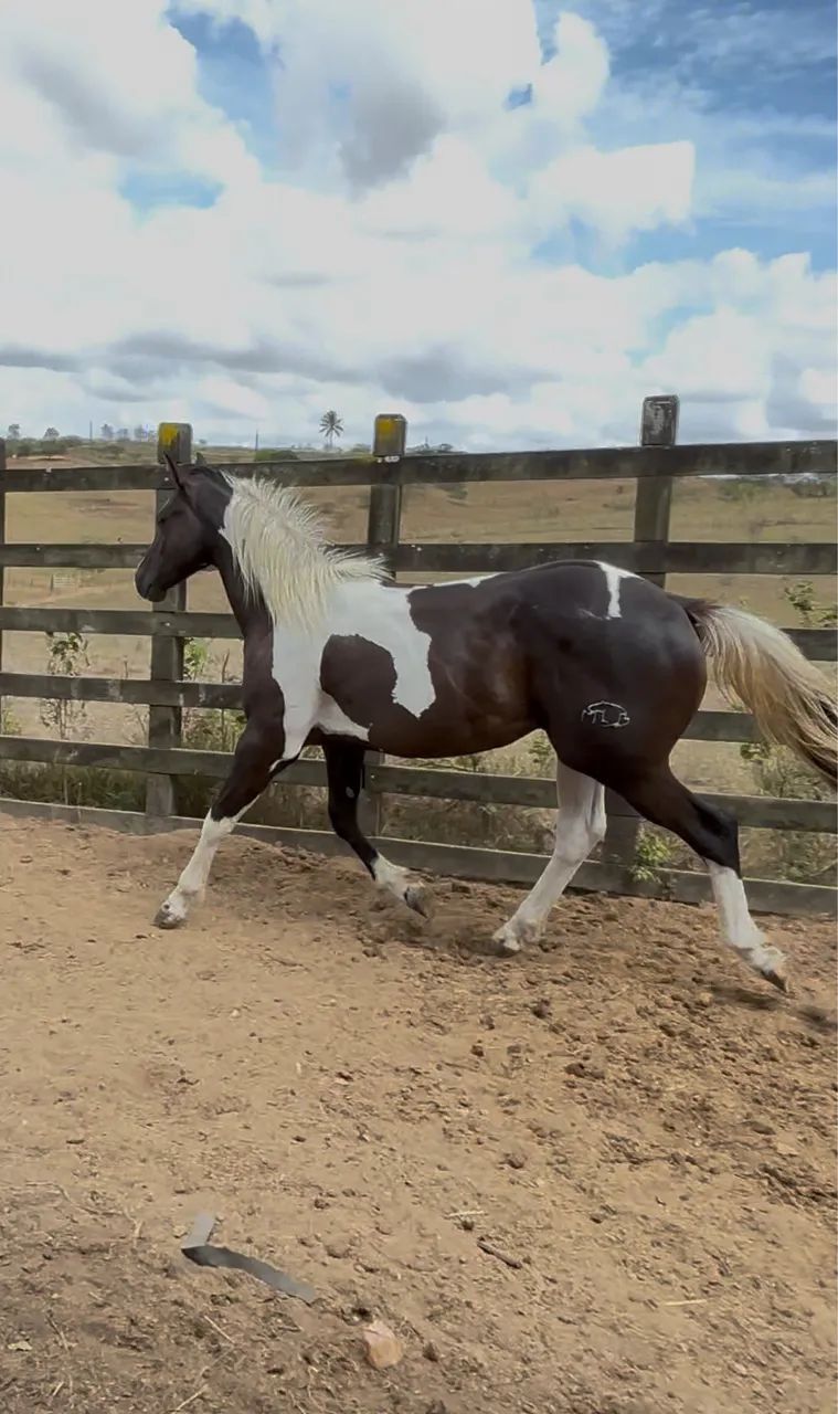 Potro Paint Horse Puro 