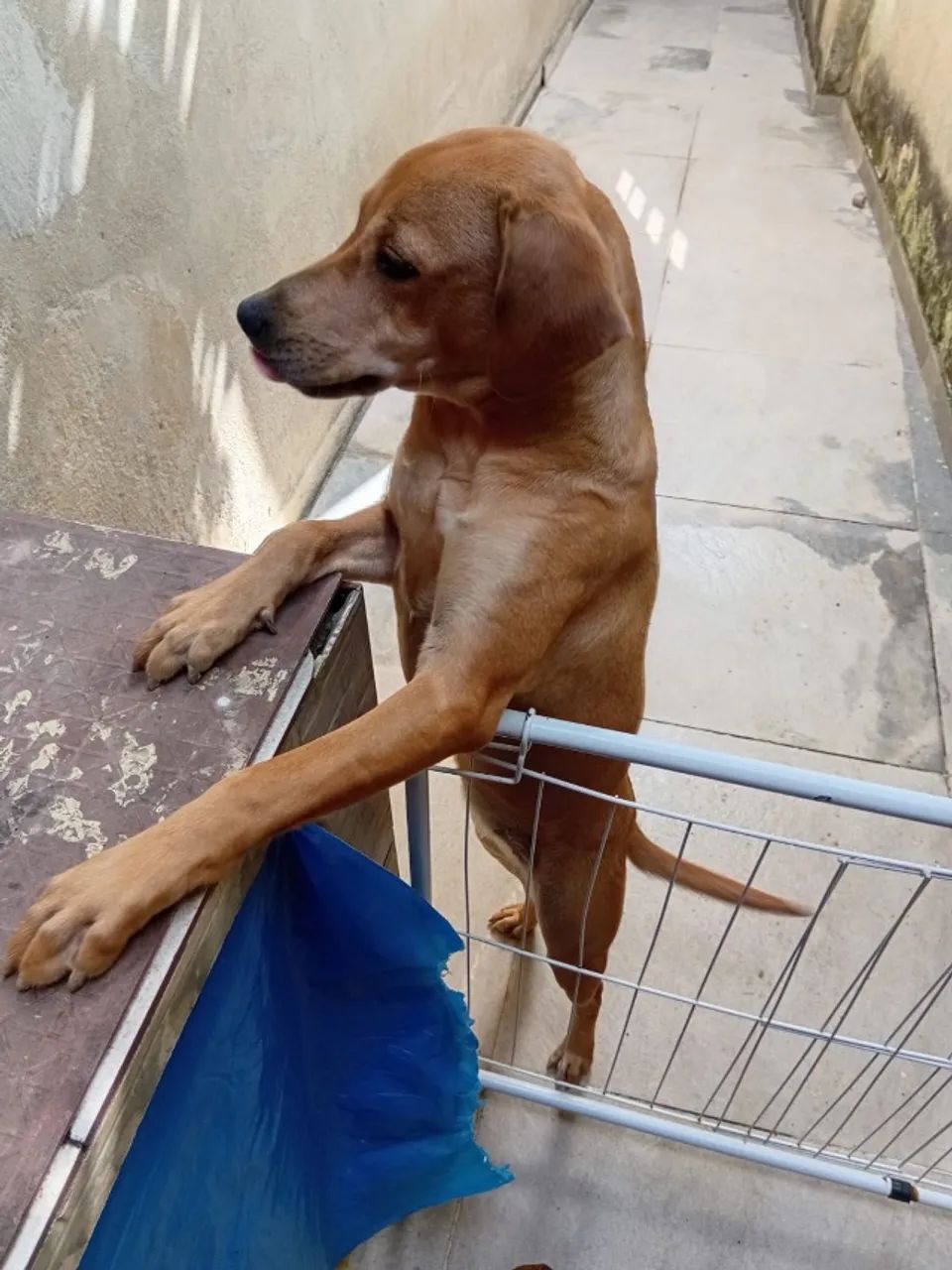 Doação de cachorro  - Foto 3