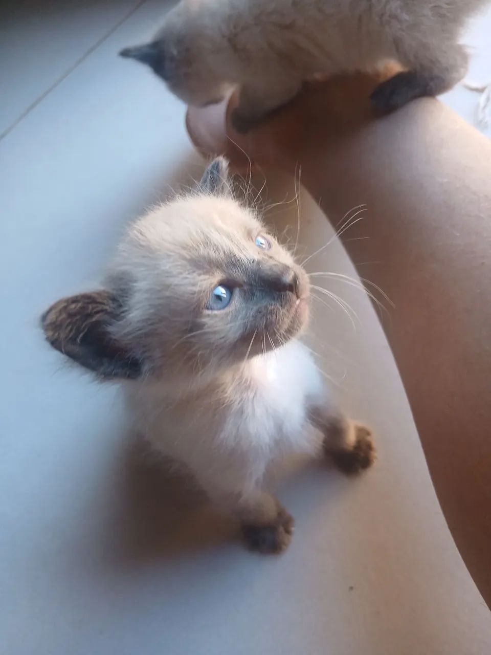 DOA- SE GATOS, TODOS SAUDÁVEIS! - Foto 5