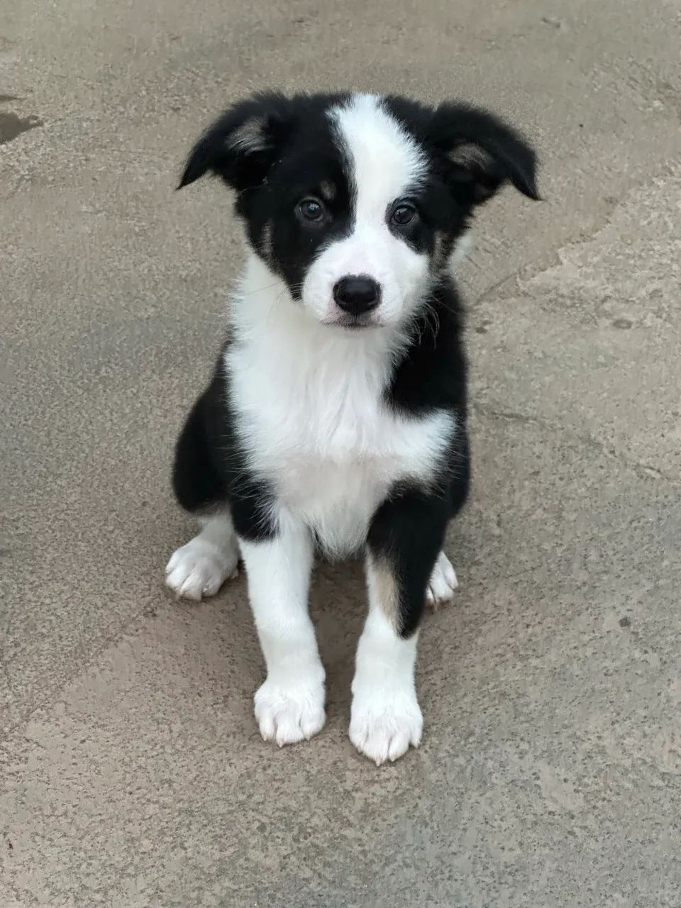 Border collie - Foto 2
