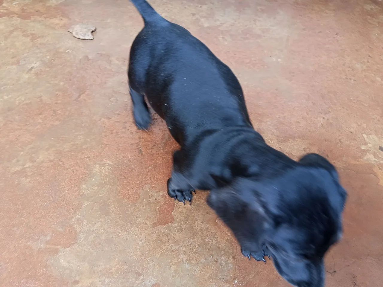 Cofap macho 