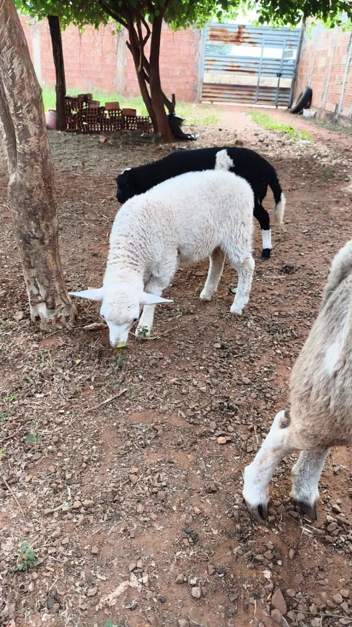 Vendo ovelhas mansa e doceis  - Foto 3