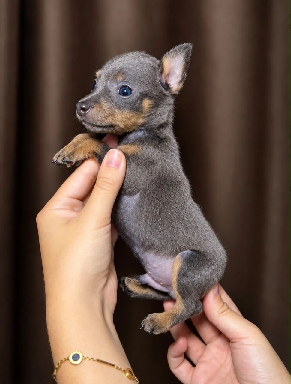 Pinscher 0 - Foto 2