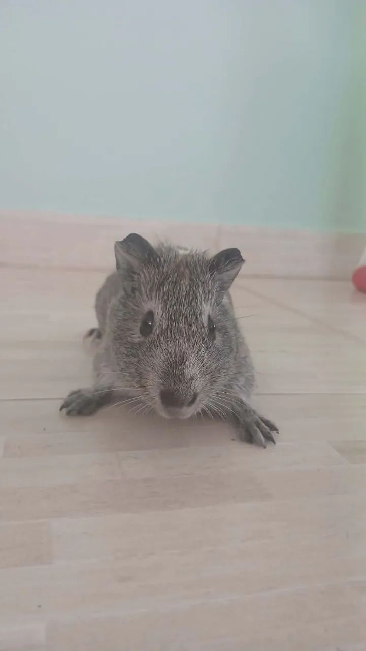 Porquinhos da Índia em Araruama 