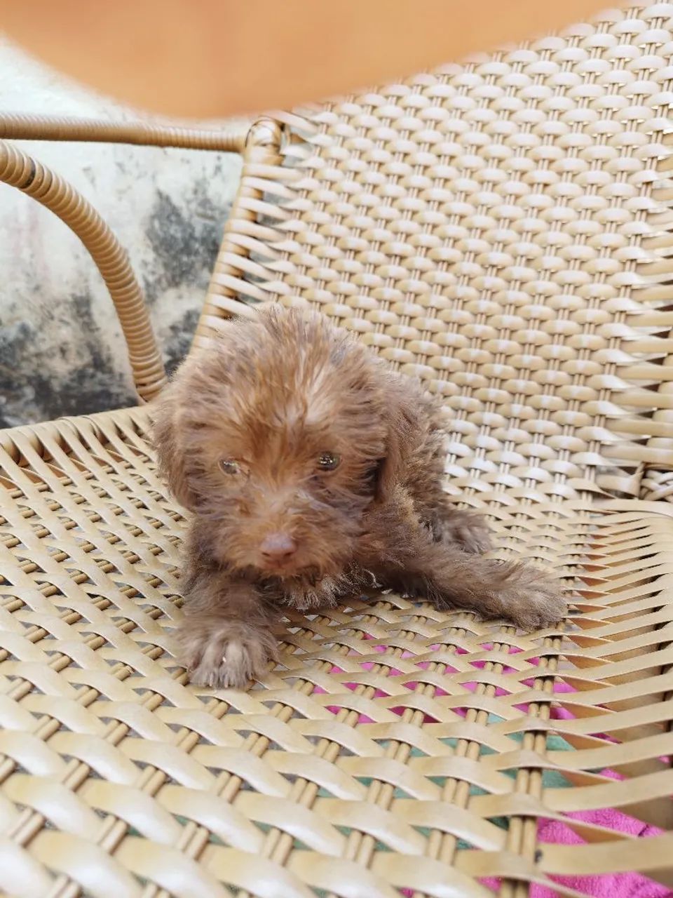 Doa-se Cachorrinhos - Foto 2