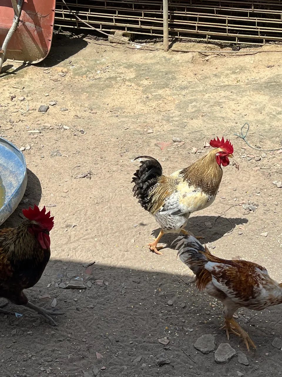Vende-se frango 70,00 reais cada - Foto 3
