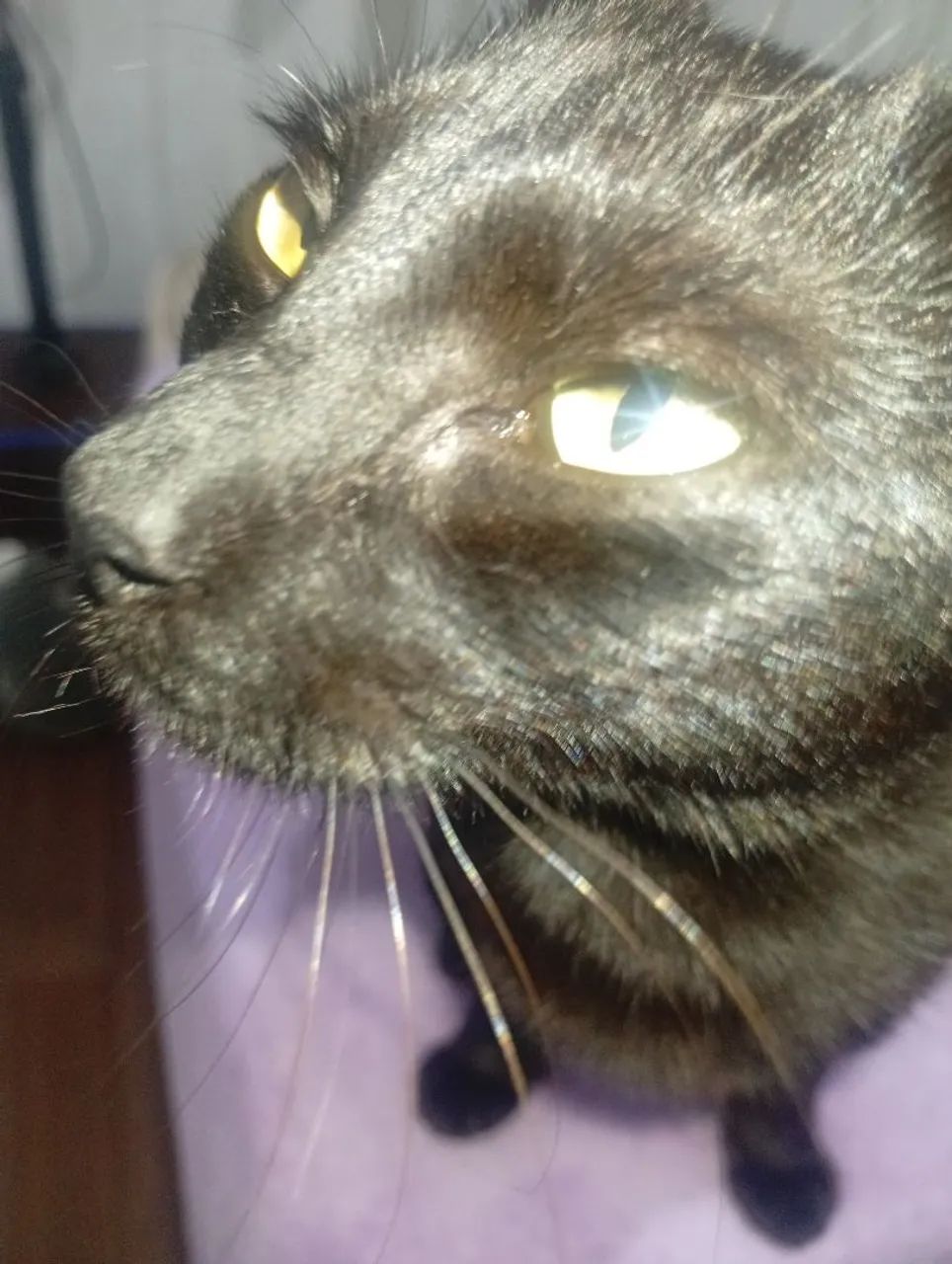 aurora,uma gata doce e meiga