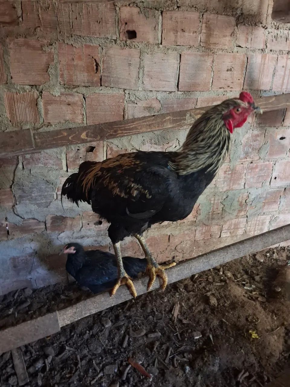 Galo  - Foto 4