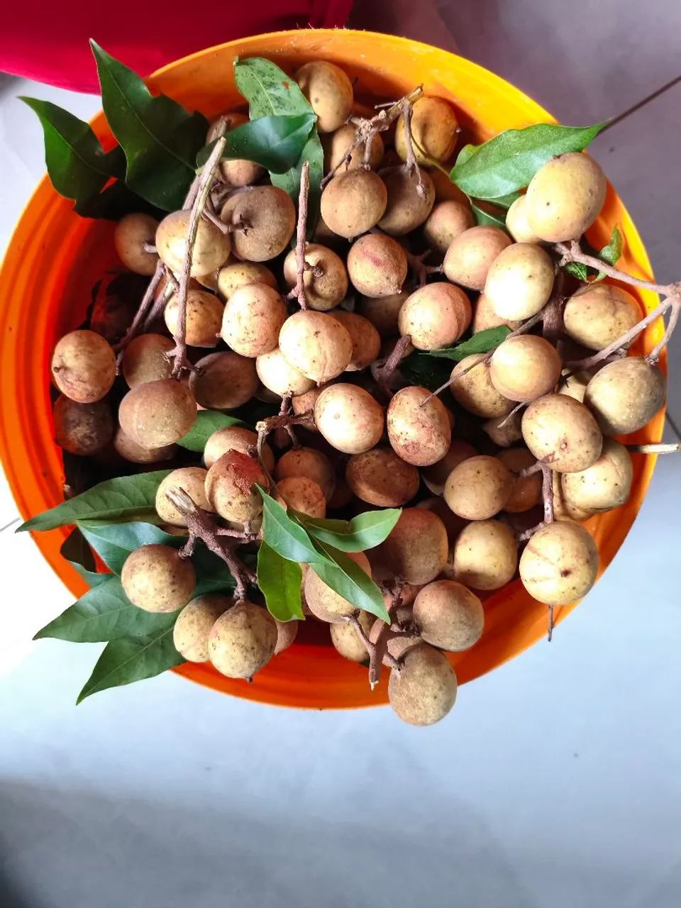 Vendo pitomba uma fruta muito saborosa pra quem gosta 