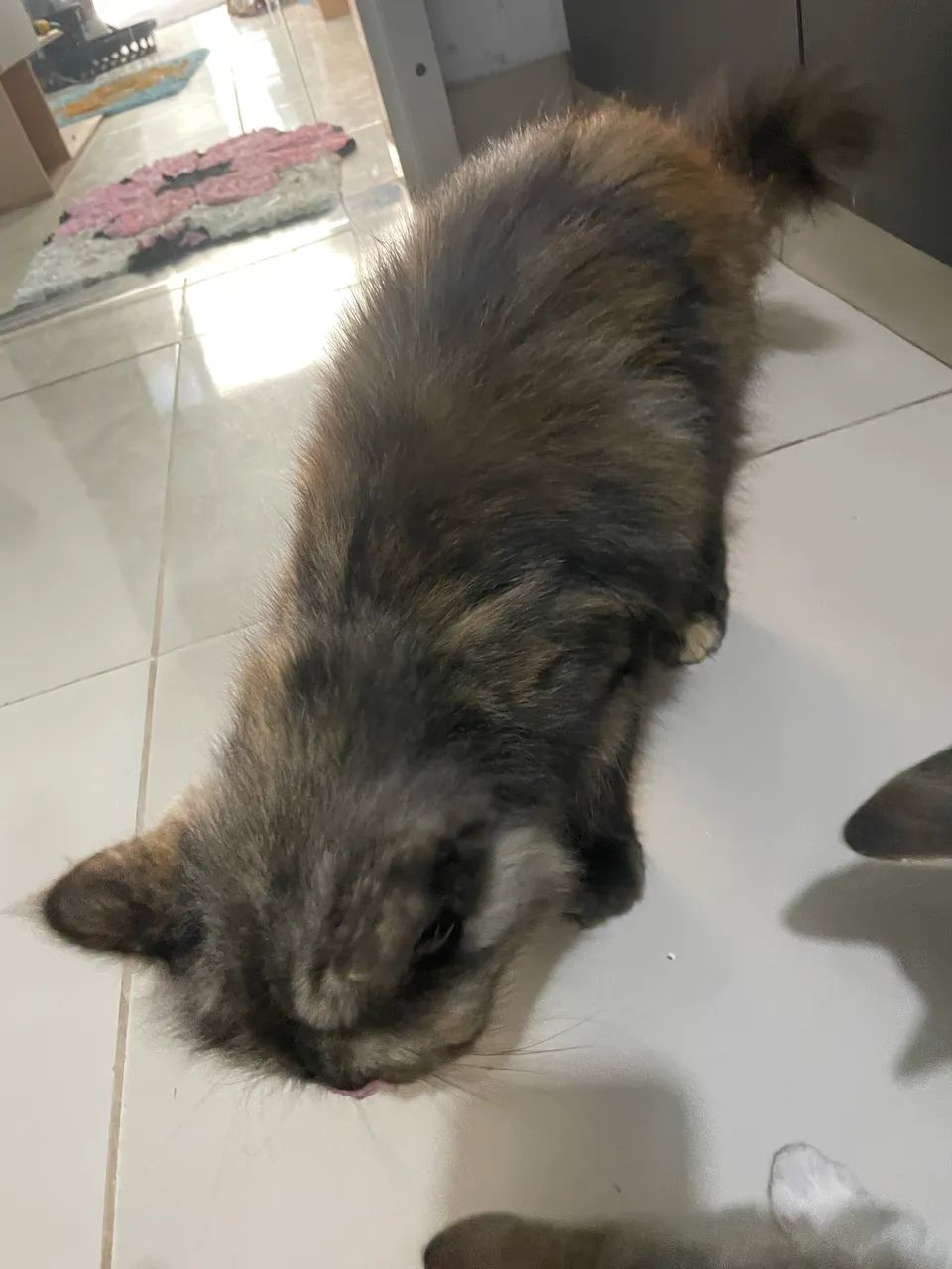 Gata Persa Dócil  - Foto 2