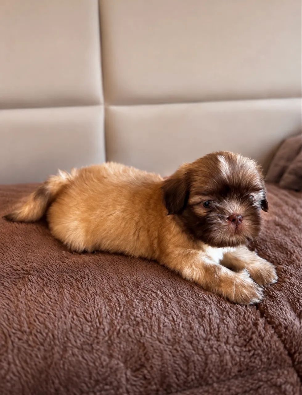 Shih tzu  - Foto 3