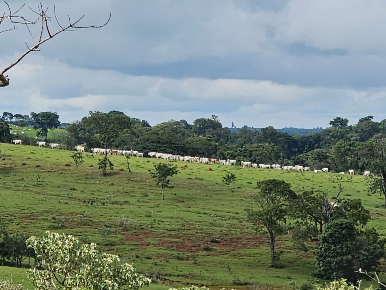 Fazenda dentro de Corumba go - Foto 4