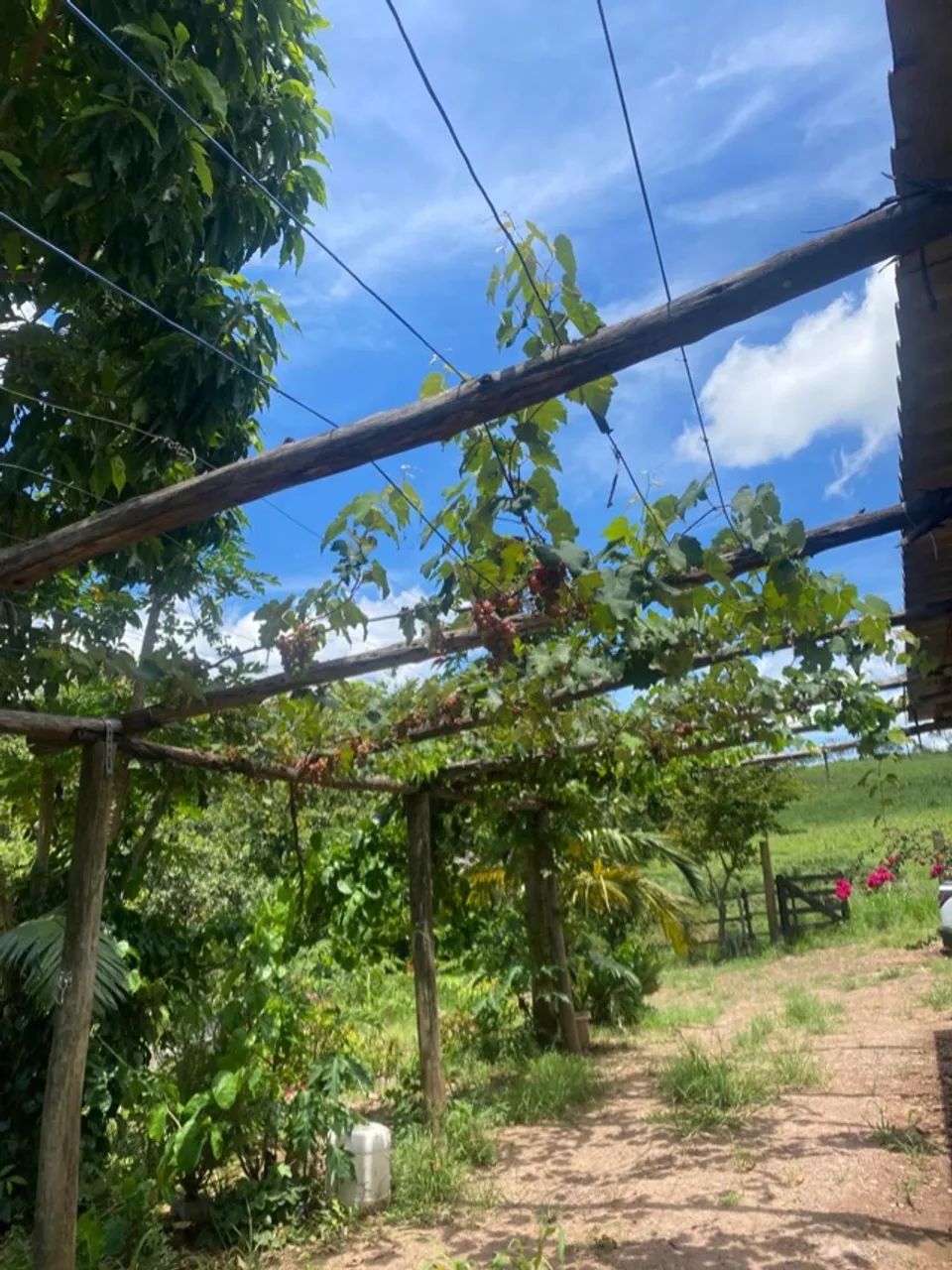 Sitio 8.8 Hectare. 990.000 mil - Foto 3