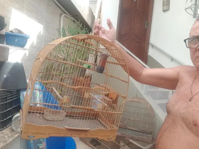 Gaoilas de paletas de flexa