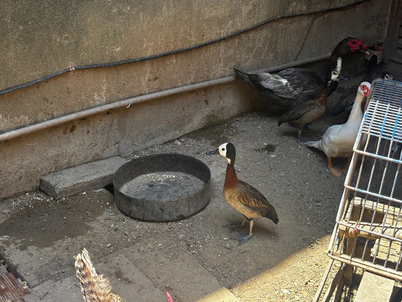 Pato, patas e marrecas. - Foto 4