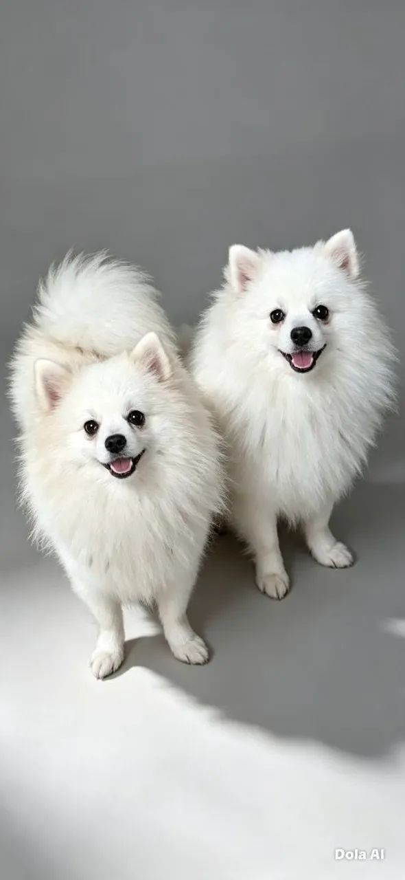 Spitz Alemão Macho
