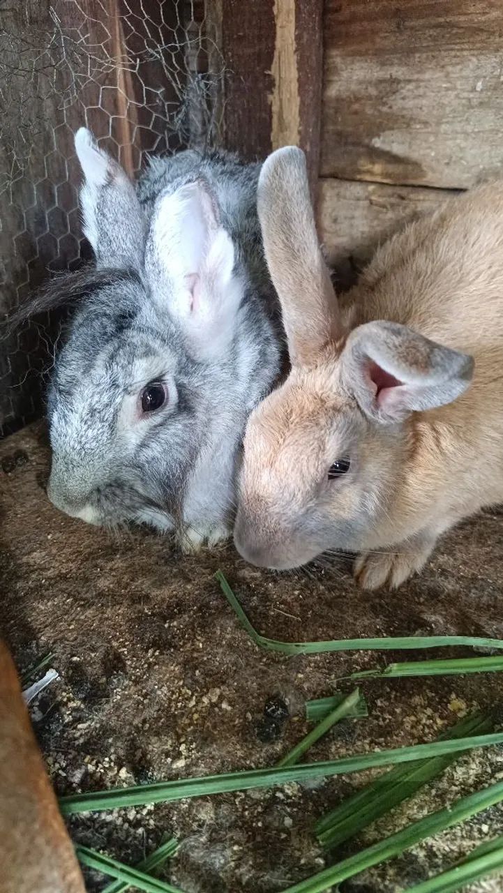 Casal de coelho mine - Foto 4