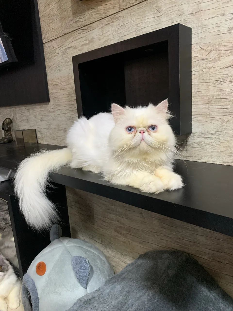 GATO PERSA MACHO P/ CRUZAR 