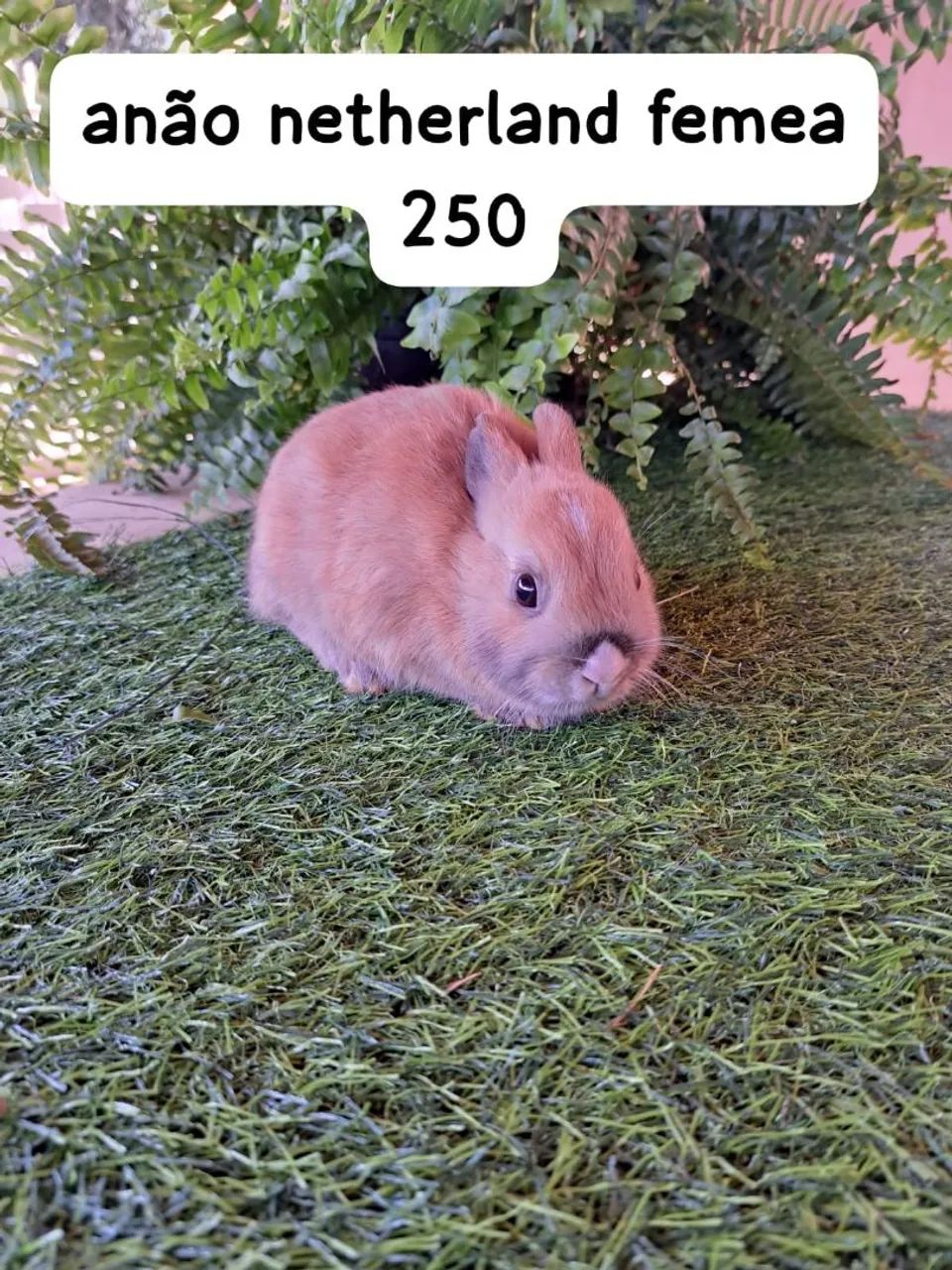 mini coelhos diversas cores e raças disponíveis  - Foto 3