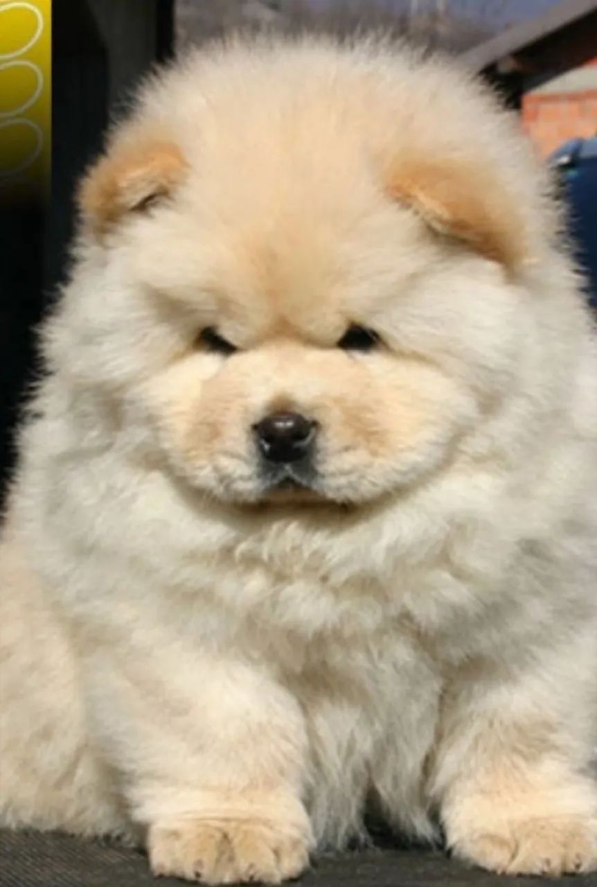 Chow Chow gema creme 