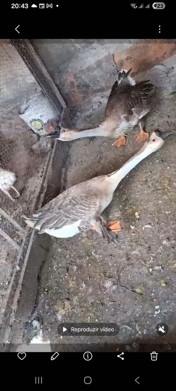 Casal de gansos  a venda gansos ja estão adultos