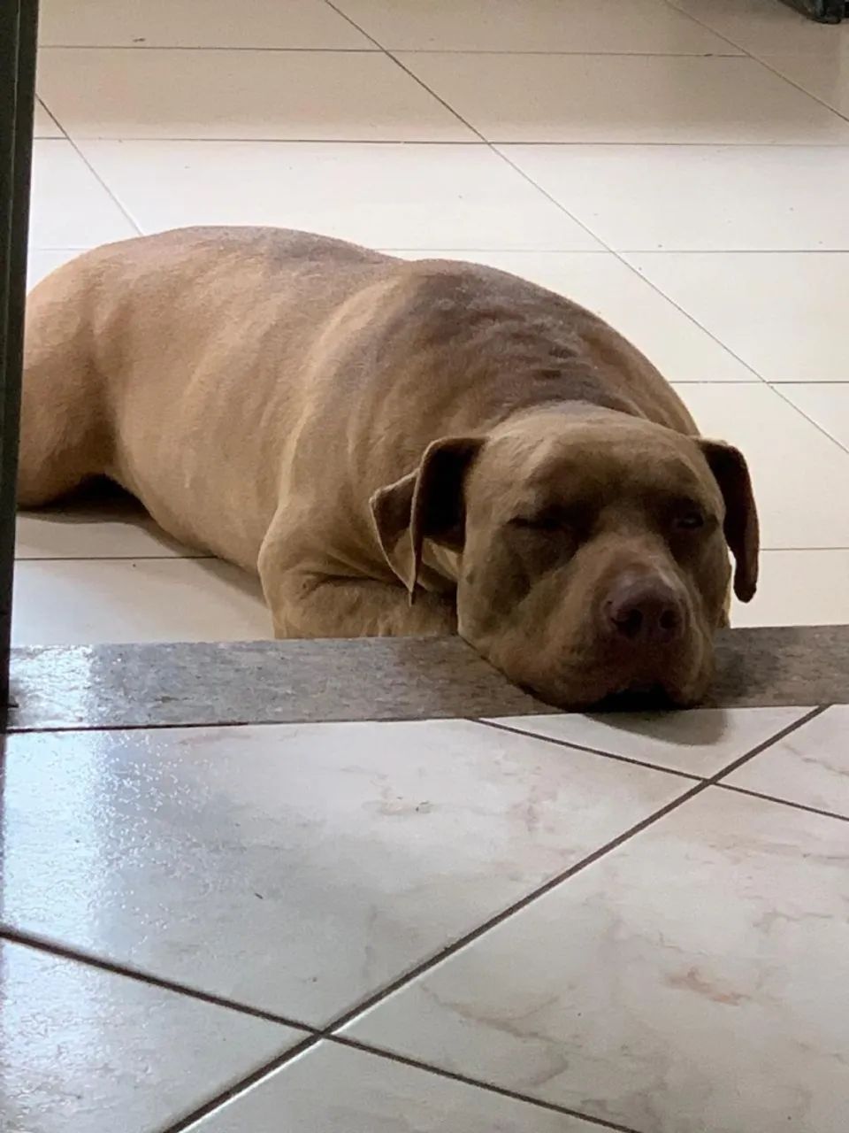 Doação responsável  - Foto 3